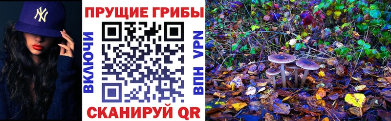 купить наркотики сайты  ОМГ ОМГ ТОР  Псилоцибиновые грибы ЛСД  Чекалин 
